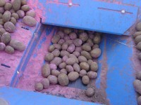Standen SP330 3 row potato planter